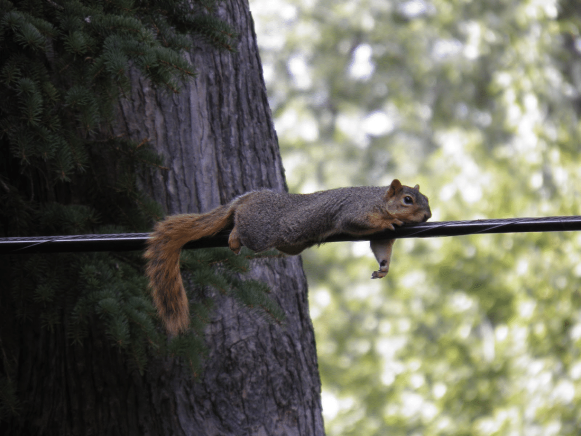 squirrel 